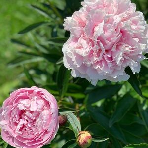 Meet your Posher, Suzanne